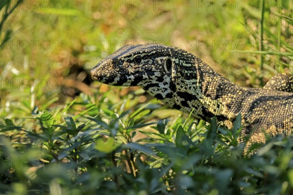 Nile monitor lizard (Varanus niloticus), adult, portrait, foraging, Kruger, Kruger National Park,