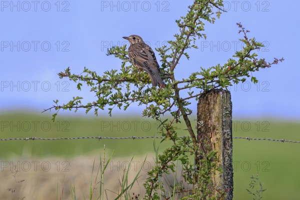 Mistle thrush (Turdus viscivorus) juvenile perched in bush along meadow in late spring, early