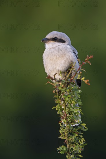 Great grey shrike (Lanius excubitor) juvenile, carnivorous songbird perched in bush along meadow in
