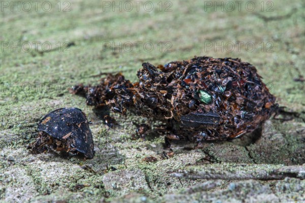 Close-up of shrike (Lanius spec.) pellet containing regurgitated undigested remains of insect legs