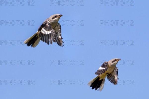 Two young great grey shrike (Lanius excubitor) juveniles flying against blue sky in late spring,