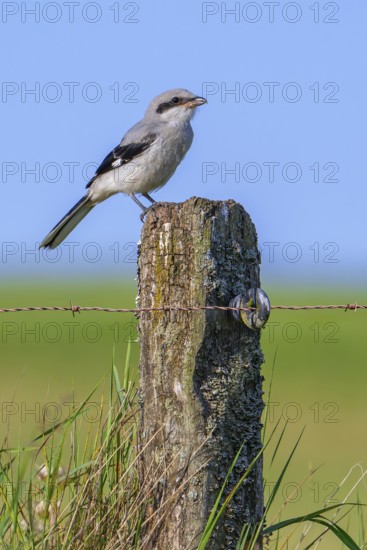 Great grey shrike (Lanius excubitor) juvenile perched on weathered wooden fence post with barbed