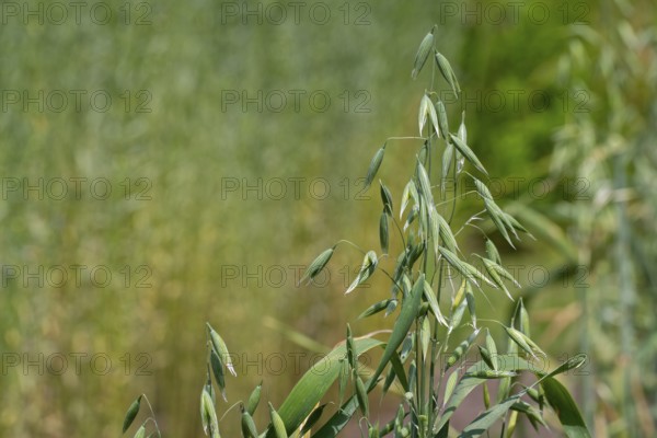 Common oat (Avena sativa), close-up of spikelets, cereal grain used for human consumption and as