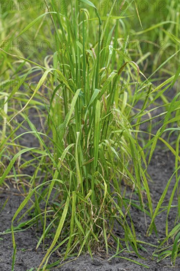Domesticated einkorn wheat (Triticum monococcum) plants on field in late spring, early summer