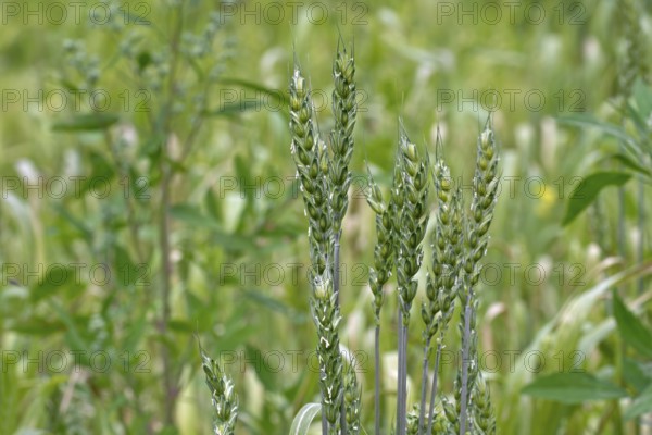 Lavett, common spring wheat, bread wheat (Triticum aestivum) variety for organic cultivation.