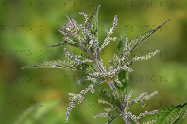 Common nettle, burn nettle, stinging nettle, nettle leaf, stinger (Urtica dioica), close-up of