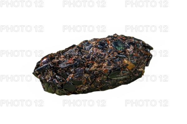 Close-up of shrike (Lanius) pellet containing regurgitated undigested remains of insect legs and