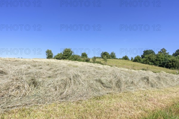 Partially dried mown grass in field, meadow, used as animal, livestock fodder drying before being