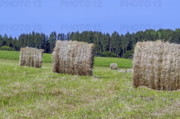 Baled partially dried mown grass in field, meadow in early summer, formed into cylindrical hay