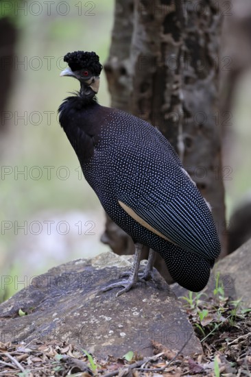 Ruffed Guinea Fowl (Guttera pucherani), adult, on the ground, alert, foraging, Kruger, Kruger