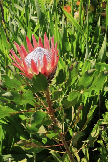 King Protea (Protea cynaroides), flower, flowering, flower, in spring, Kirstenbosch Botanical