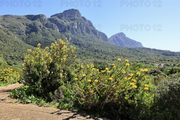 Kirstenbosch Botanical Garden, landscape, lush vegetation, in spring, flowers, blooming, blossoms,