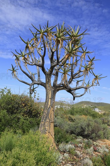 Quiver tree (Aloe dichotoma), Kokerboom, Aloes, Karoo Desert Botanic Garden, Worcester, Western
