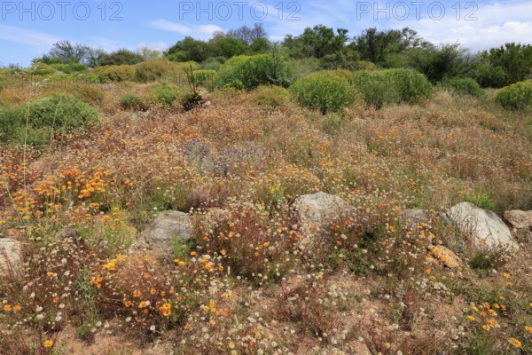 Karoo Desert National Botanical Garden, landscape, in spring, semi-desert, blooming, Worcester,