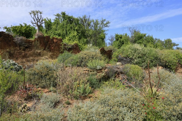 Karoo Desert National Botanical Garden, landscape, in spring, semi-desert, Worcester, Western Cape,