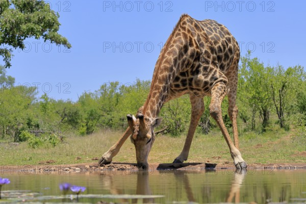 Cape giraffe (Giraffa camelopardalis giraffa), adult, water, drinking, Kruger, Kruger National