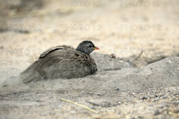 Natal Francolin (Pternistis natalensis), adult, on the ground, sand bath, plumage care, Kruger,