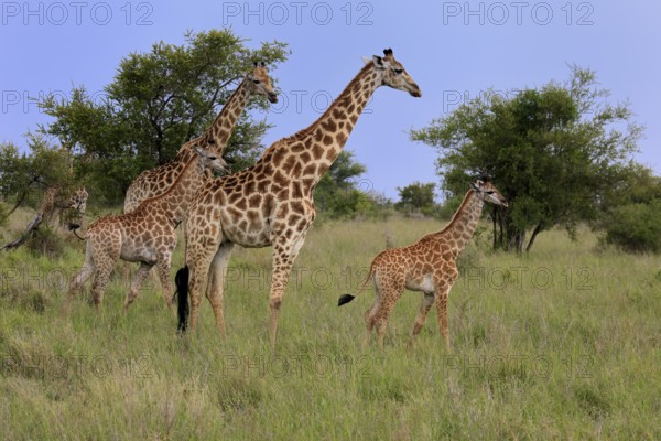 Cape giraffe, (Giraffa camelopardalis giraffa), adult, juvenile, group, Kruger, Kruger National