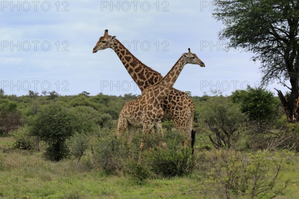 Cape giraffe, (Giraffa camelopardalis giraffa), adult, pair, Kruger, Kruger National Park, South