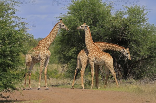 Cape giraffe, (Giraffa camelopardalis giraffa), adult, group, foraging, Kruger, Kruger National