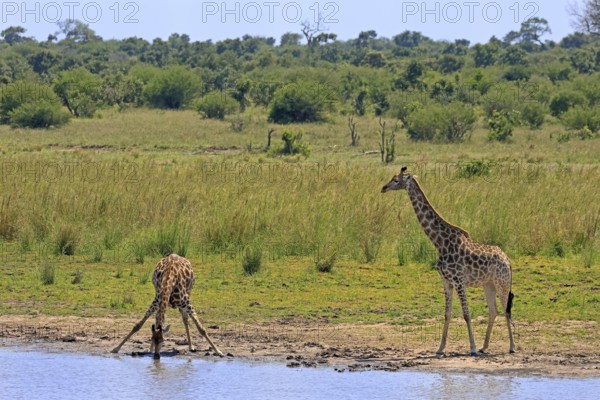 Cape giraffe (Giraffa camelopardalis giraffa), adult, two, water, drinking, Kruger, Kruger National