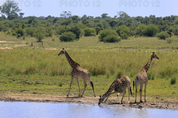 Cape giraffe (Giraffa camelopardalis giraffa), adult, three, water, drinking, Kruger, Kruger