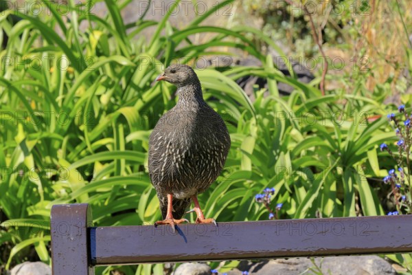 Cape Francolin (Pternistis capensis), adult, on park bench, Kirstenbosch Botanical Gardens, Cape