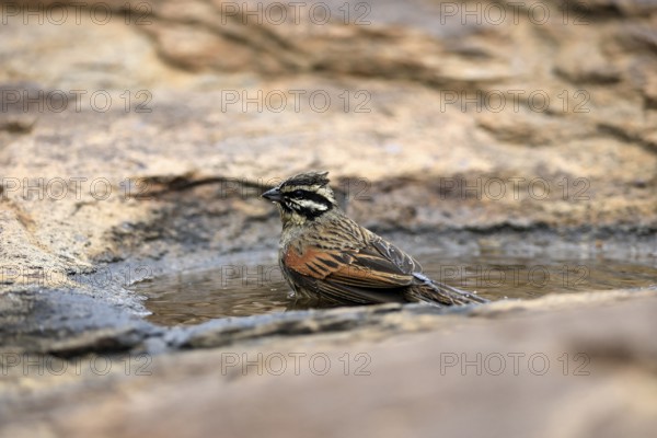 Cape Bunting (Emberiza capensis), adult, at the water, bathing, Mountain Zebra National Park,