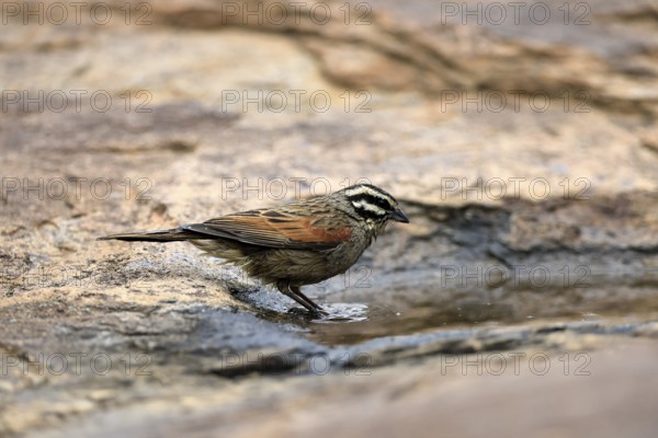Cape Bunting (Emberiza capensis), adult, at the water's edge, Mountain Zebra National Park, Eastern