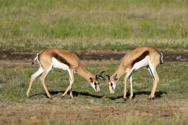 Cape springbok (Antidorcas marsupialis), adult, male, two, fighting, Mountain Zebra National Park,