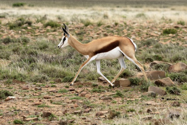 Cape springbok (Antidorcas marsupialis), adult, male, running, foraging, Mountain Zebra National