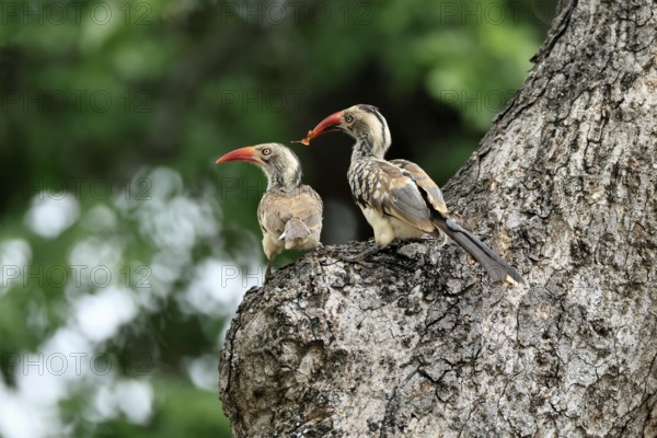 Mopanetoko (Tockus rufirostris), Southern Red-billed Hornbill, adult, pair, on tree, at breeding