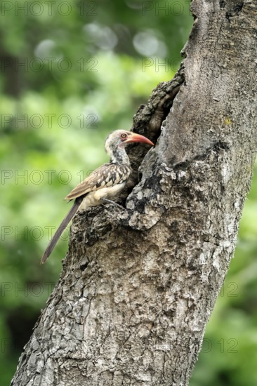 Mopanetoko (Tockus rufirostris), Southern Red-billed Hornbill, adult, on tree, alert, at breeding