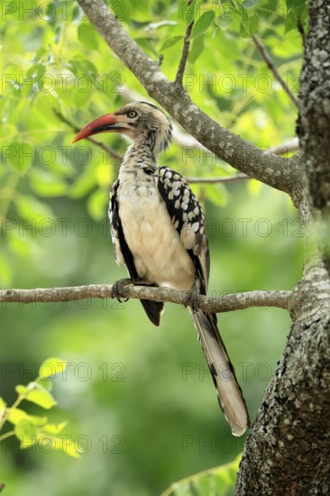 Mopanetoko (Tockus rufirostris), Southern Red-billed Hornbill, adult, on tree, alert, Kruger,