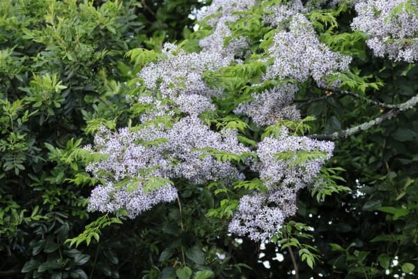 Cedrach tree (Melia azedarach), flower, in bloom, Kirstenbosch Botanical Gardens, Cape Town, South