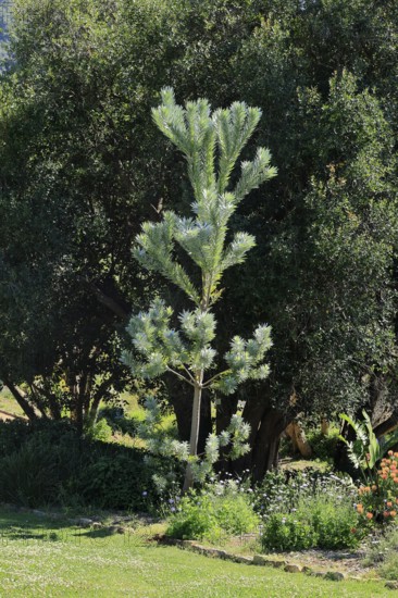 Silver tree (Leucadendron argenteum), flowering, flowers, Kirstenbosch Botanical Gardens, Cape