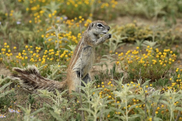 Cape bristle-thighed squirrel (Xerus inauris), adult, standing upright, feeding, flower meadow,