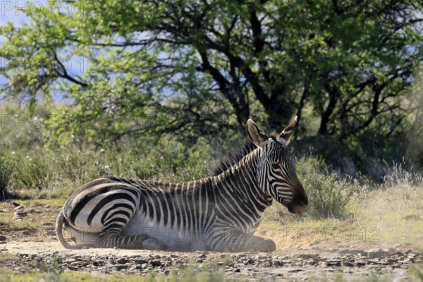 Cape Mountain Zebra (Equus zebra zebra), adult, sand bath, grooming, Mountain Zebra National Park,