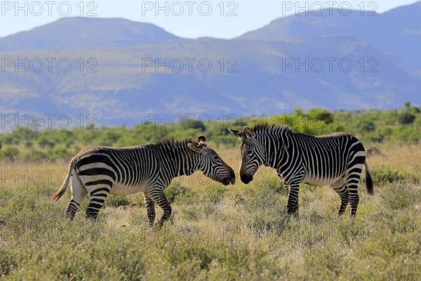 Cape Mountain Zebra (Equus zebra zebra), adult, two, social behaviour, Mountain Zebra National