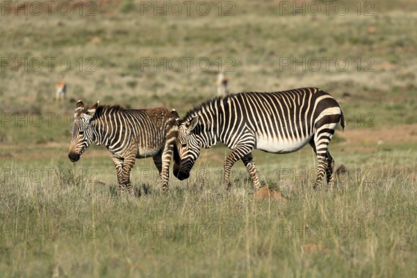 Cape Mountain Zebra (Equus zebra zebra), adult, female, mother, young, foraging, Mountain Zebra
