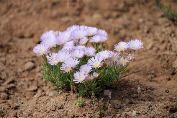 Lampranthus multiradiatus, midday flower, flowering, Karoo Desert Botanic Garden, Worcester,