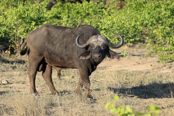 Cape buffalo (Syncerus caffer), adult, male, alert, foraging, Kruger, Kruger National Park, South