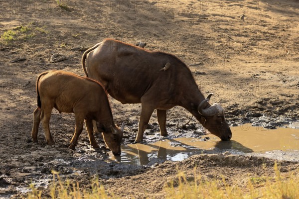 Cape buffalo (Syncerus caffer), adult, female, juvenile, drinking, water, Kruger, Kruger National