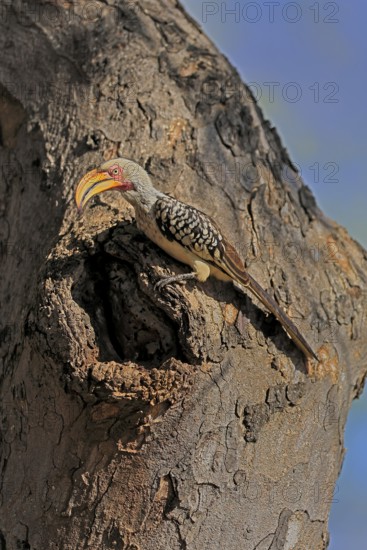 Southern Yellow-billed Hornbill (Tockus leucomelas), Red-ringed Hornbill, adult, male, at breeding