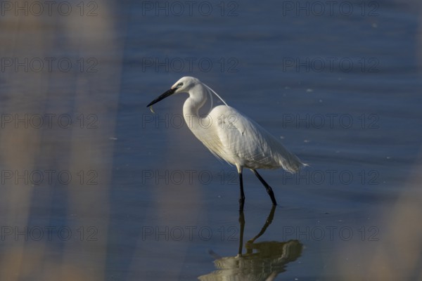 Little Egret (Egretta garzetta) Germany