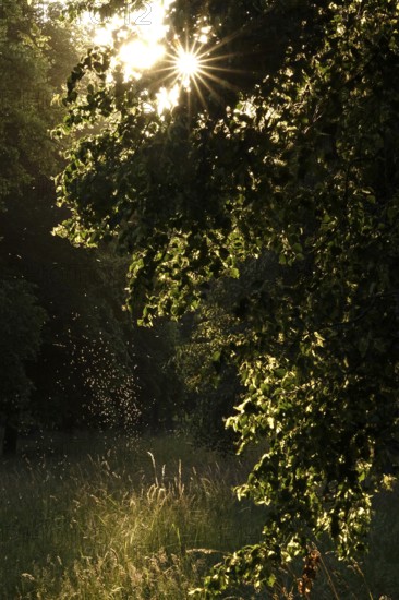 Summer evening in a park, insect flight, Germany