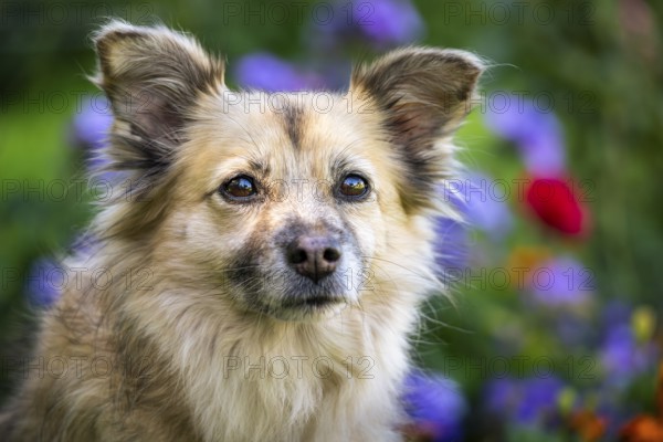 Light brown mixed-breed dog, medium-length coat, portrait, in the garden. Older dog, white muzzle.