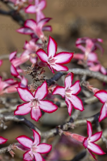 Multiflorous desert rose (Adenium multiflorum) also known as Sabi star, many pinkish white flowers,