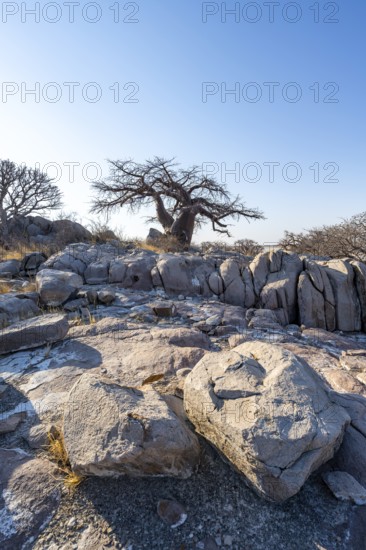 African baobab or baobab tree (Adansonia digitata), between round rocks, Kubu Island (Lekubu), Sowa