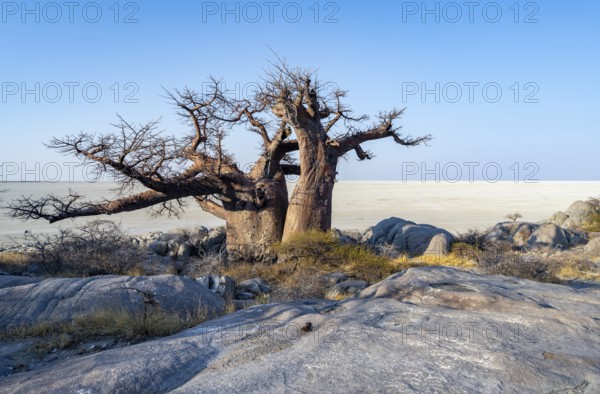 African baobab or baobab tree (Adansonia digitata), overlooking the salt pan, Kubu Island (Lekubu),